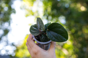 Anthurium nigrolaminum gigi x debile