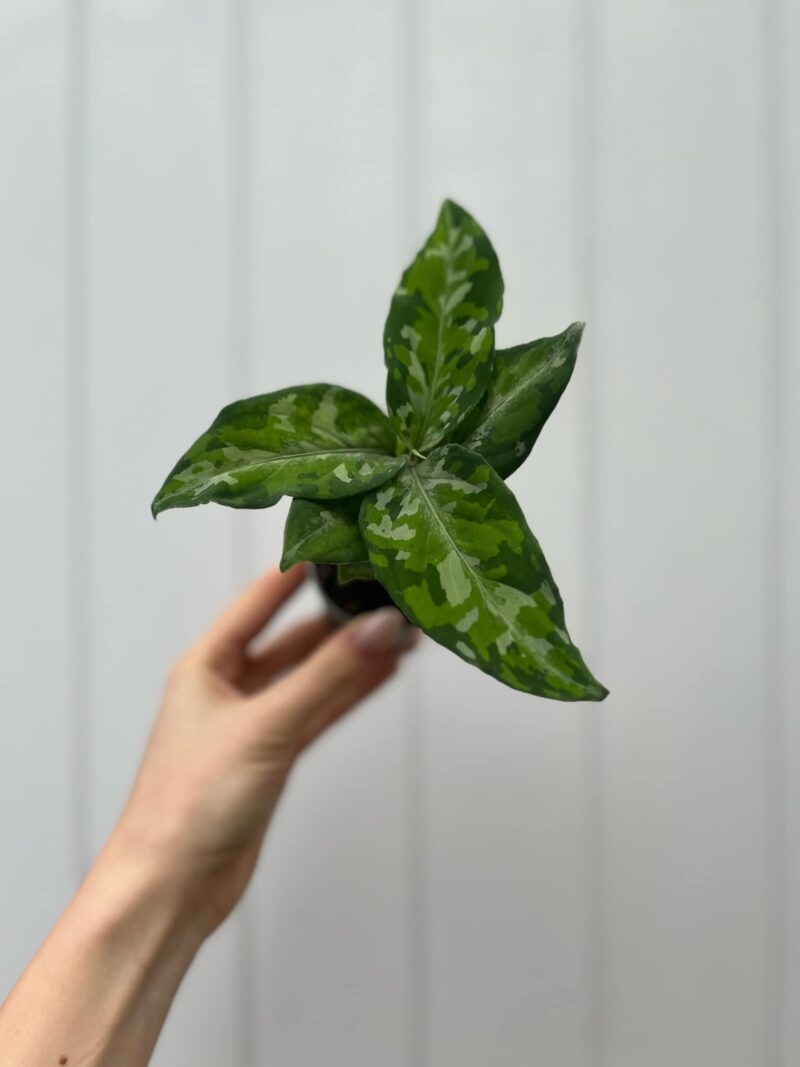 Aglaonema pictum tricolor