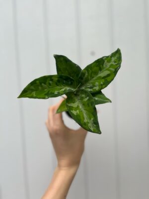 Aglaonema pictum tricolor