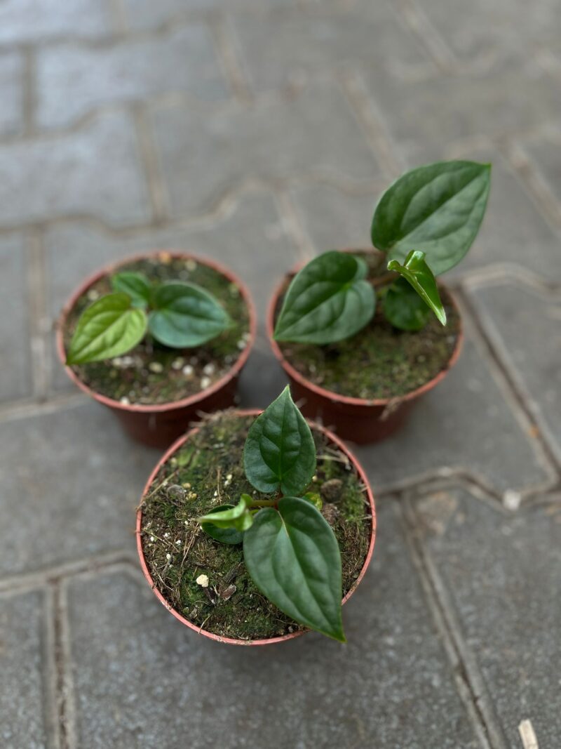 Anthurium Papillilaminum x Anthurium Luxurians