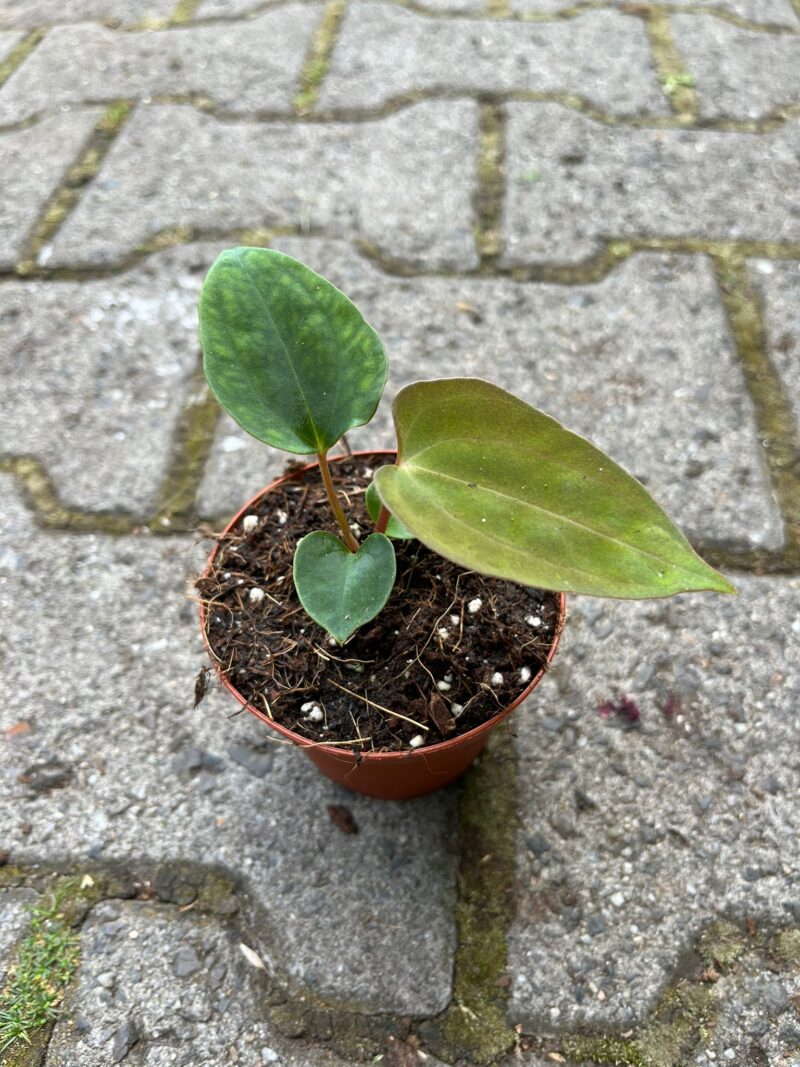 Anthurium papillilaminum seedlings