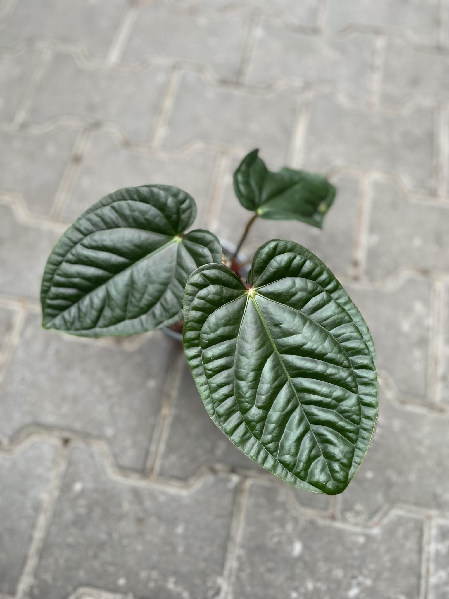 giant elephant ear plant Thailand Giant Elephant Ear – Plant Detectives main image 1