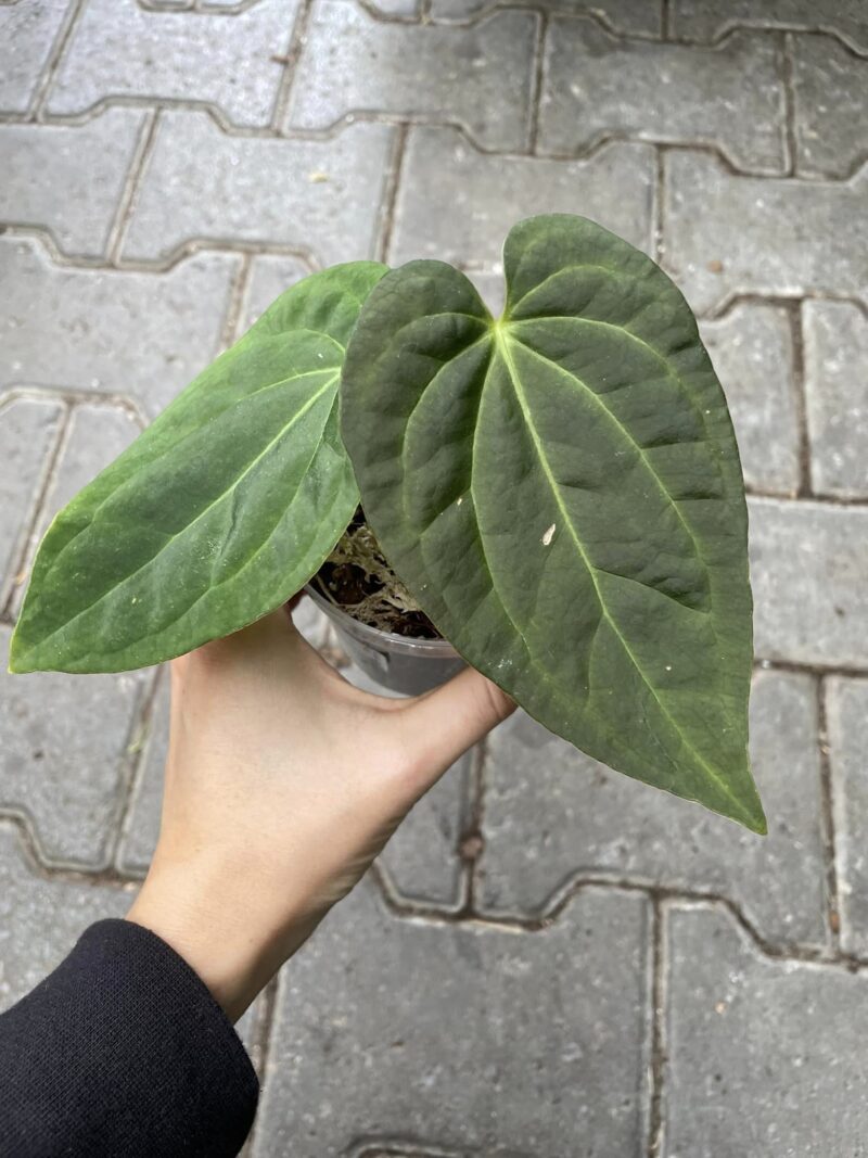 Anthurium Crystallinum x Debile
