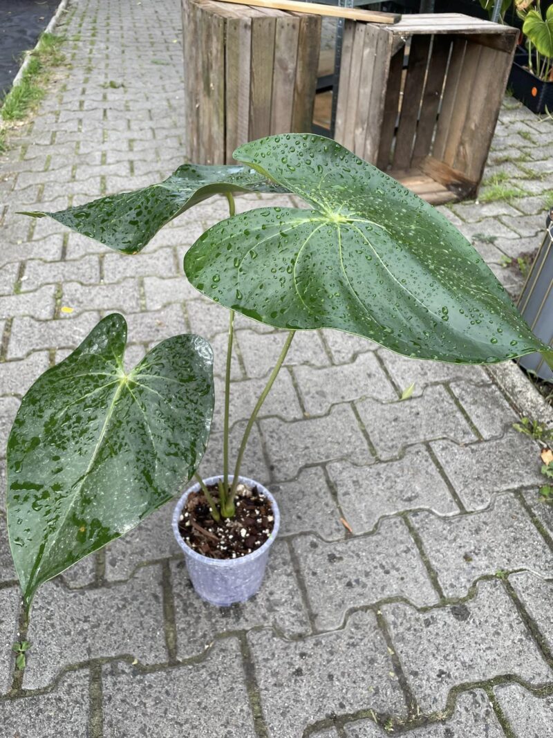 Anthurium Regale Light