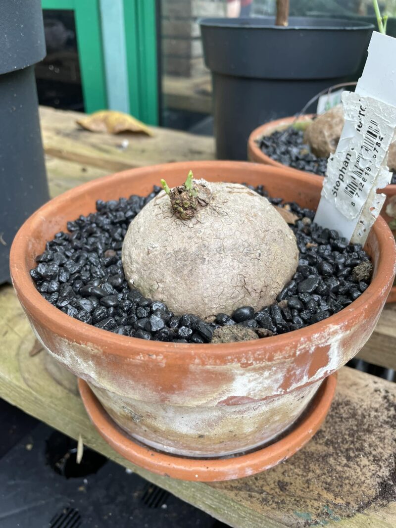 Stephania Erecta bulwa