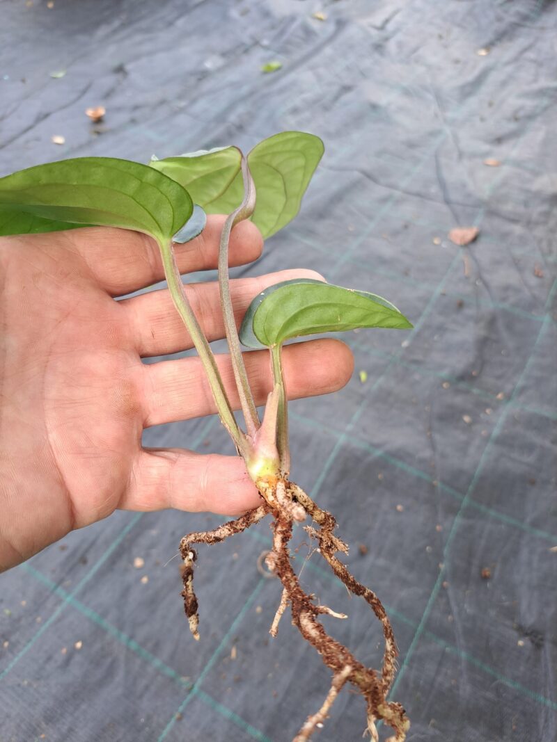 Anthurium pulcachense x anthurium luxurians