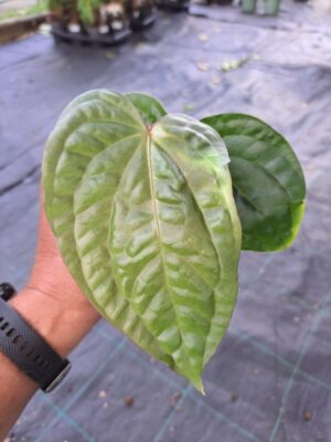 Anthurium pulcachense x anthurium luxurians