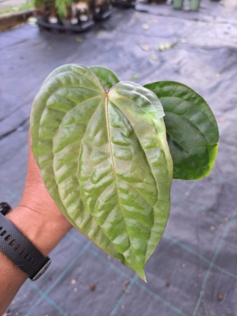 Anthurium pulcachense x anthurium luxurians