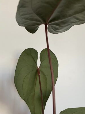 Anthurium Nigrolaminum GIGI x besseae aff