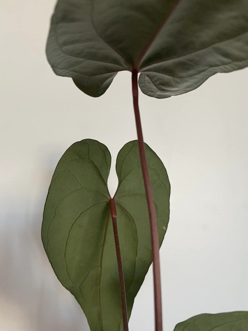Anthurium Nigrolaminum GIGI x besseae aff