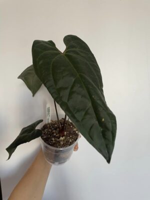 Anthurium Nigrolaminum GIGI x besseae aff