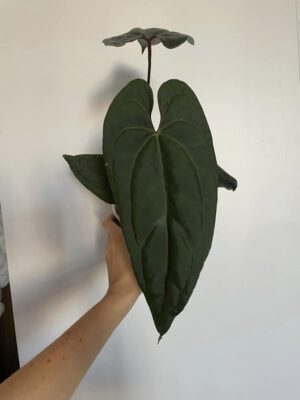 Anthurium Nigrolaminum GIGI x besseae aff