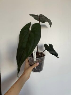 Anthurium Nigrolaminum GIGI x besseae aff