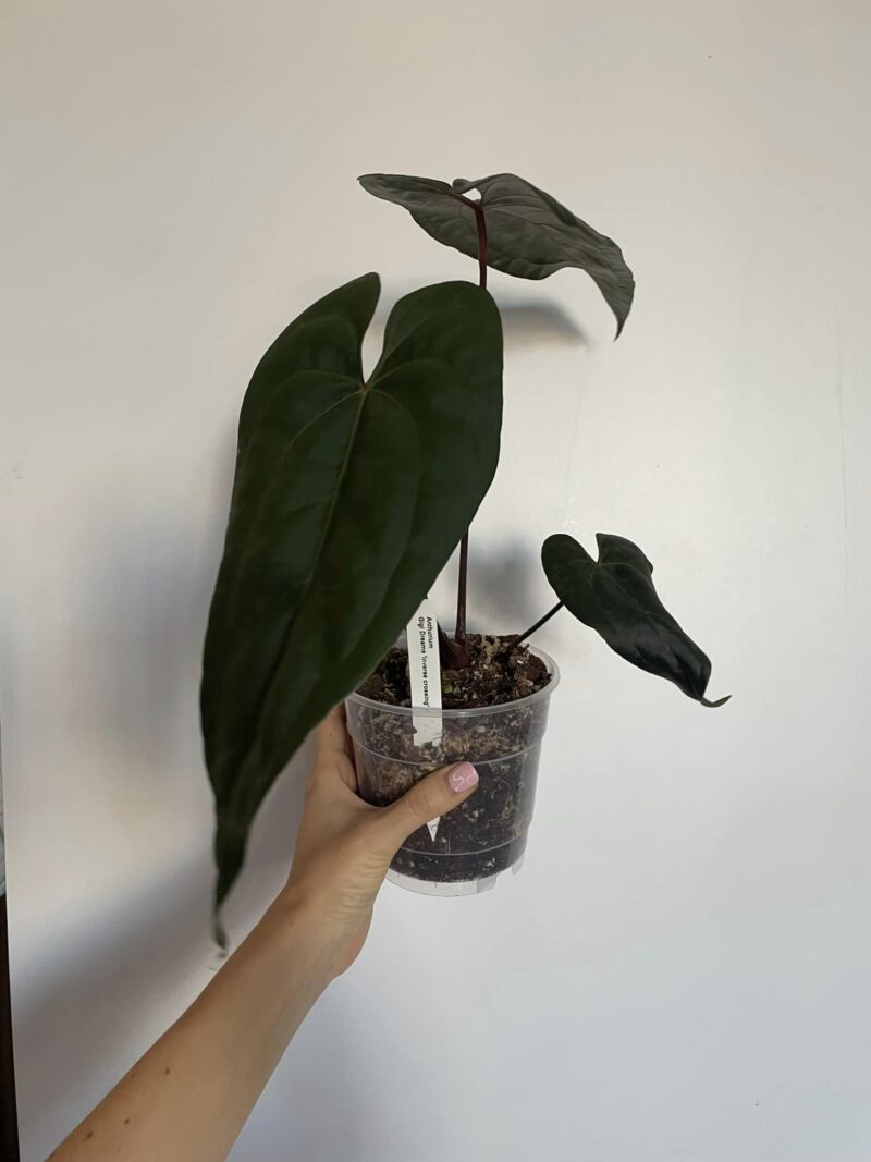 Anthurium Nigrolaminum GIGI x besseae aff