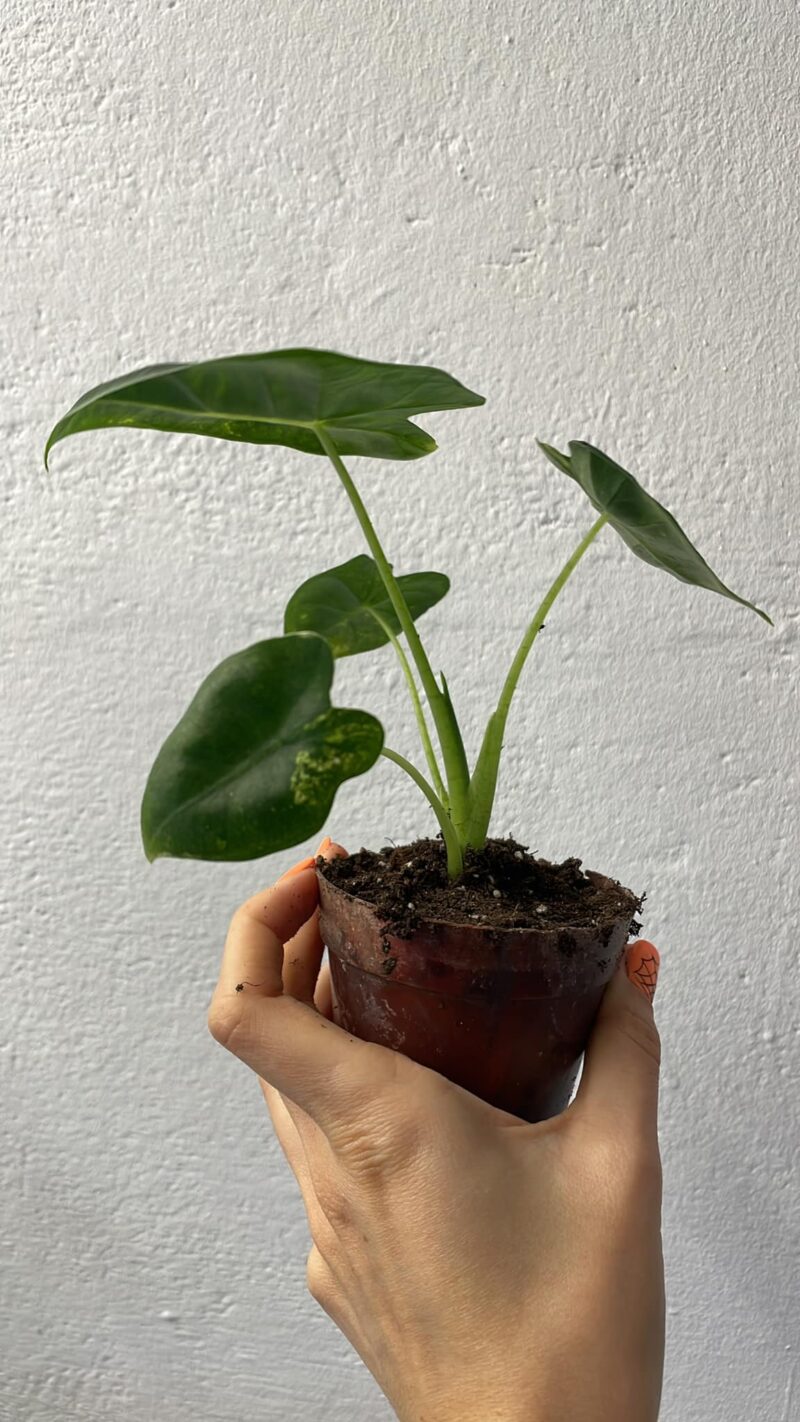 Alocasia Frydek Variegata Aurea / GoG