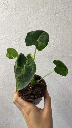 Alocasia Frydek Variegata Aurea / GoG