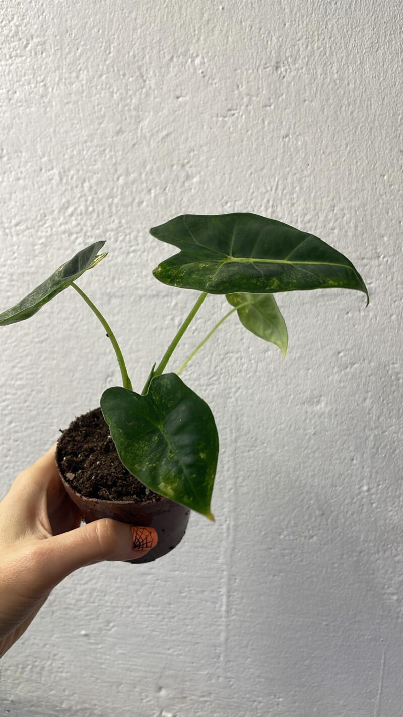 Alocasia Frydek Variegata Aurea / GoG