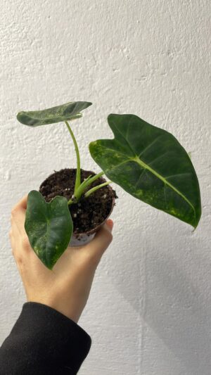 Alocasia Frydek Variegata Aurea / GoG