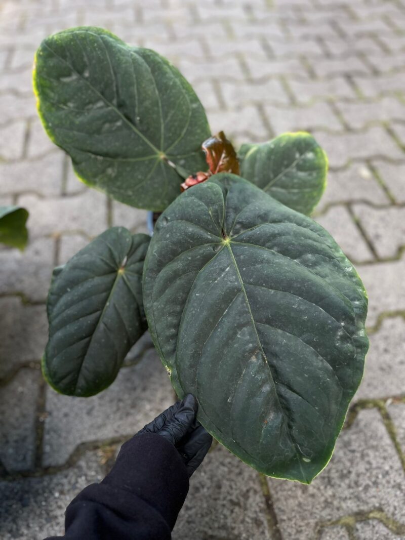Anthurium Dressleri