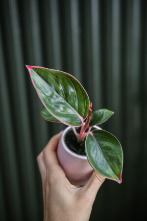 Aglaonema Lipstick Pink