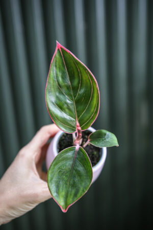 Aglaonema Lipstick Pink