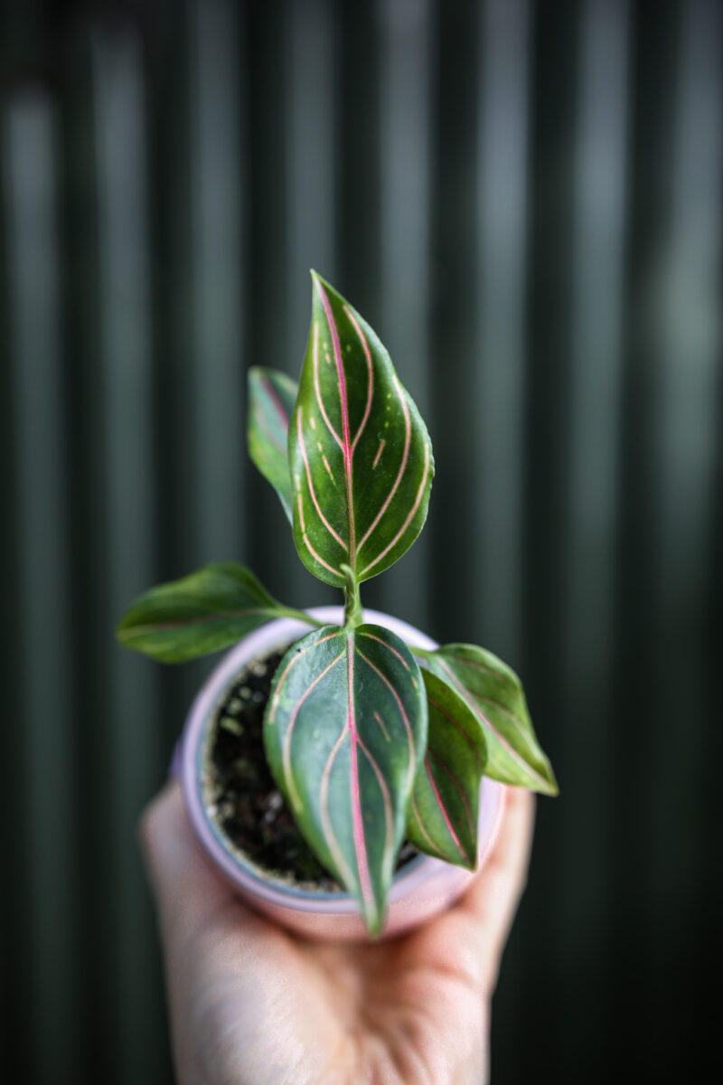 Aglaonema Red Vein