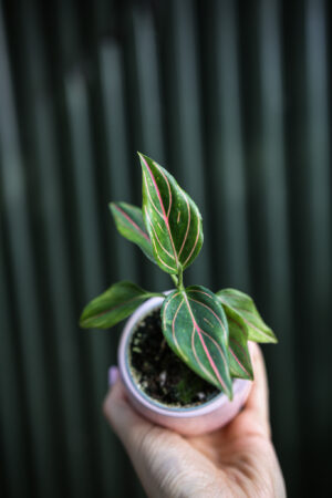 Aglaonema Red Vein