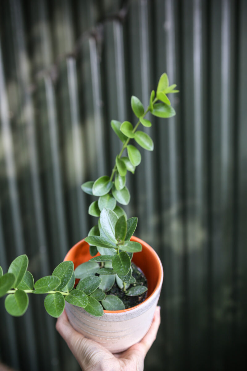 Hoya Cumingiana