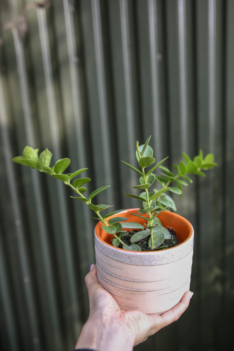 Hoya Cumingiana