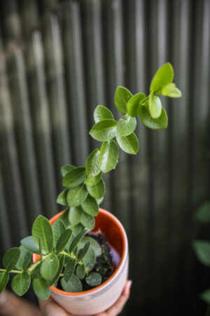 Hoya Cumingiana