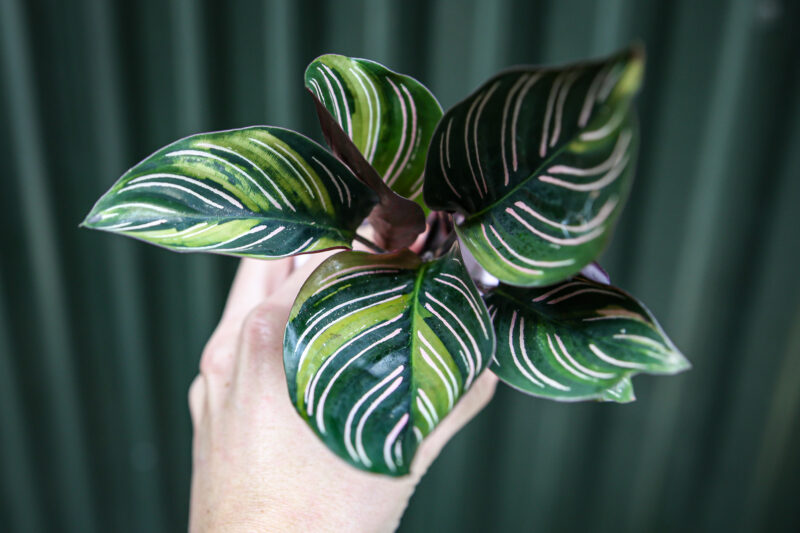 Calathea ornata ‘Sanderiana’ Variegata