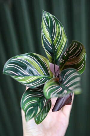 Calathea ornata ‘Sanderiana’ Variegata