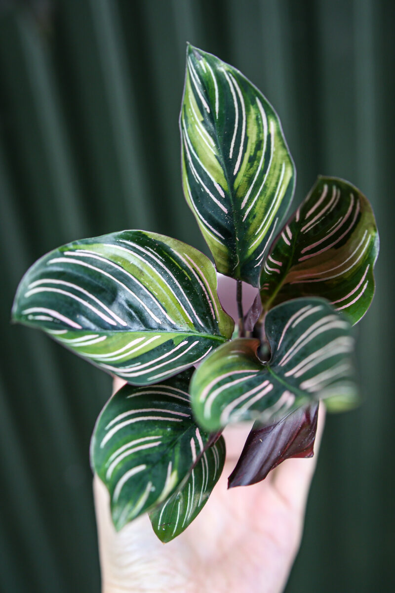 Calathea ornata ‘Sanderiana’ Variegata