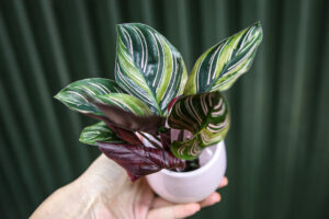 Calathea ornata ‘Sanderiana’ Variegata