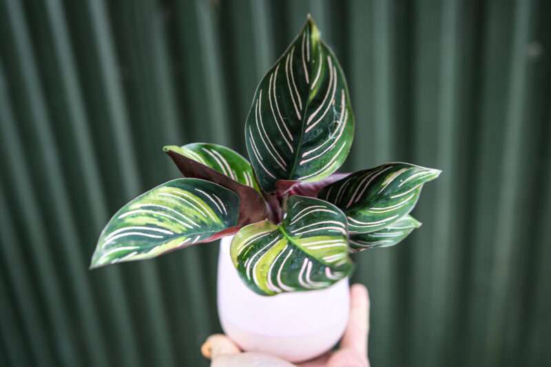 Calathea ornata ‘Sanderiana’ Variegata