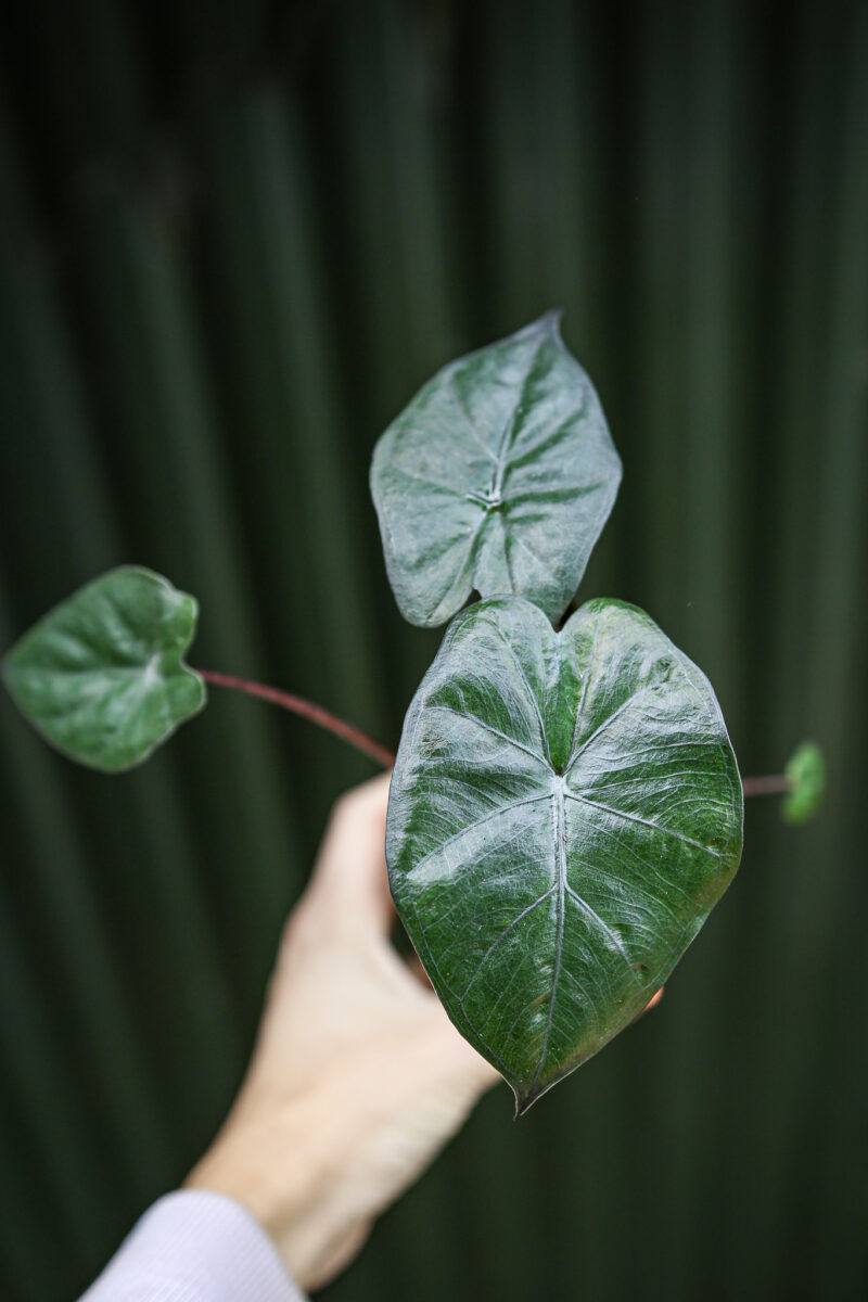 Alocasia Nairobi Night Alocasia Nairobi Night