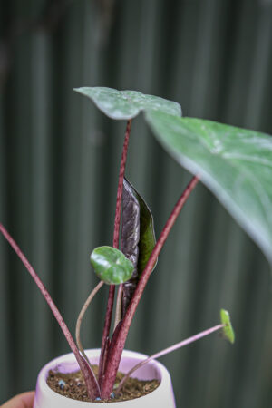 Alocasia Nairobi Night