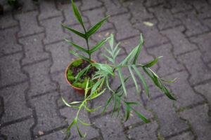 Philodendron Polypodioides