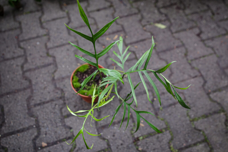 Philodendron Polypodioides