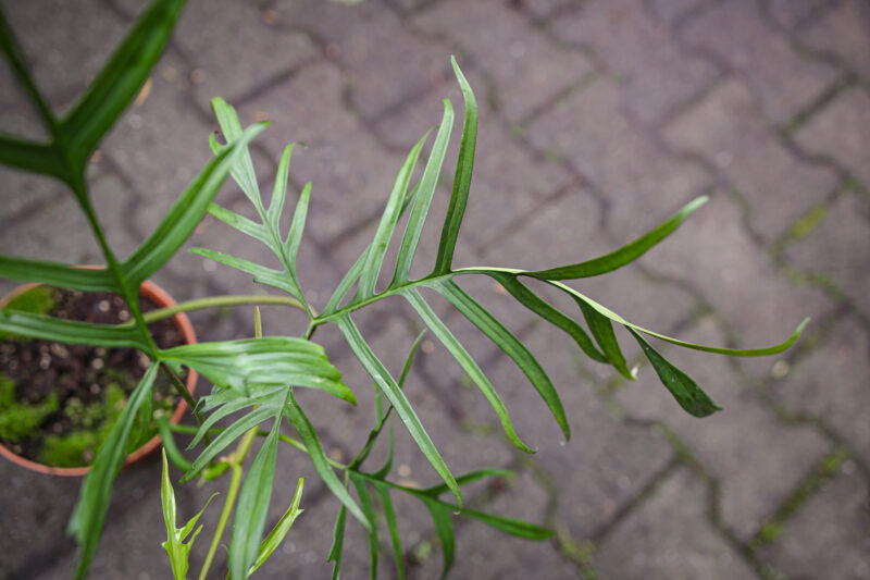 Philodendron Polypodioides
