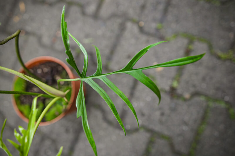 Philodendron Polypodioides Philodendron Polypodioides