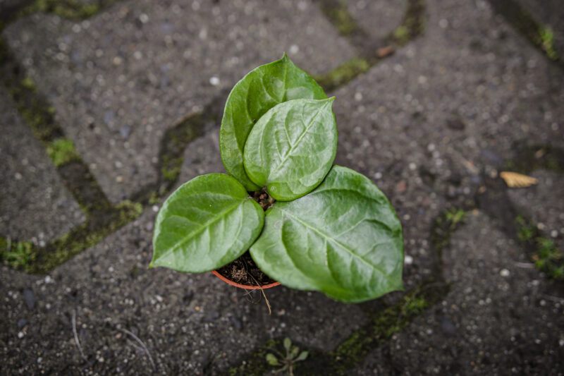 Hoya Lombok