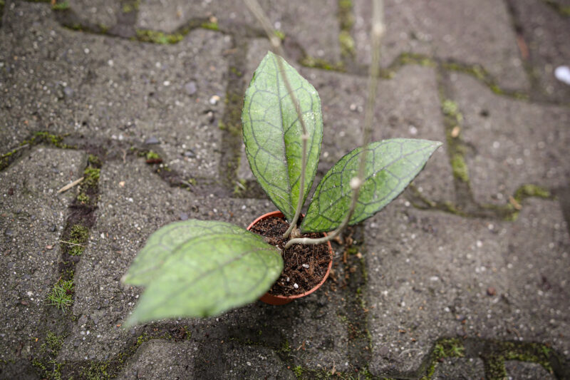 Hoya Finlaysonni Sawarak