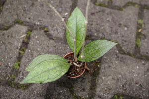 Hoya Finlaysonni Sawarak