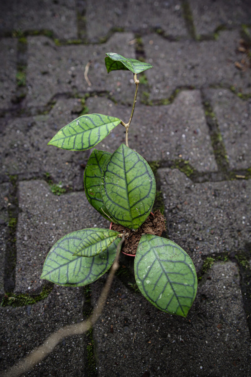 hoya ranauensis sp borneo