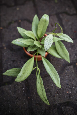 Hoya Nicholsoniae New Guinea Ghost
