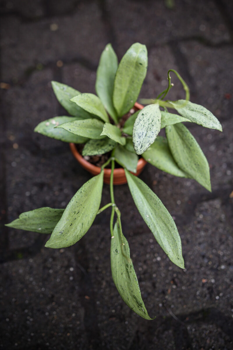 Hoya Nicholsoniae New Guinea Ghost