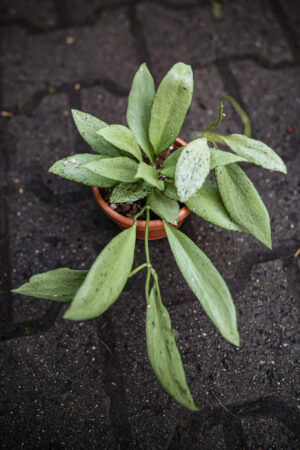 Hoya Nicholsoniae New Guinea Ghost