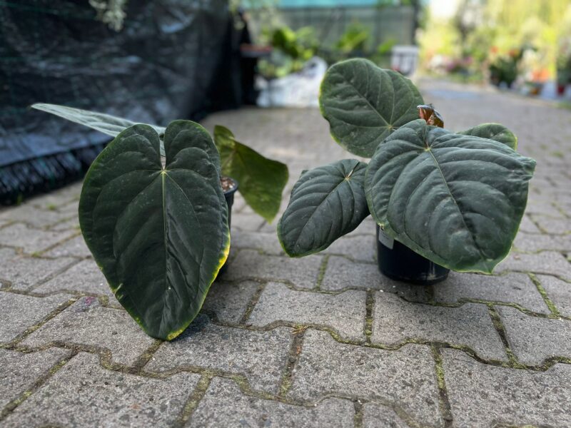 Anthurium Dressleri