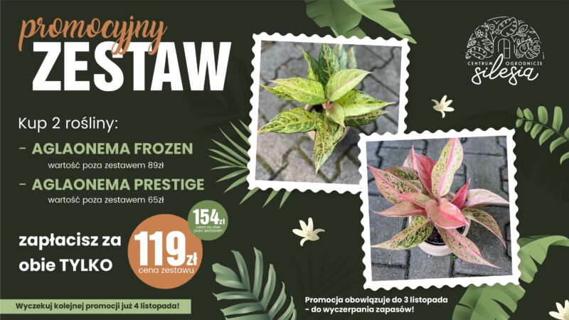 2pak Aglaonema prestige + frozen [zestaw]